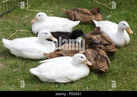 Enten in den Pen auf einem Ausstellungsgelände Stockfoto