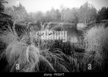 Natürliche Gräser und seedheads während einem frostigen Winter Sonnenaufgang. Pflanzen gehören: Molinia caerulea Subsp arundinacea 'Transparent' (syn. M litoralis 'Tr Stockfoto