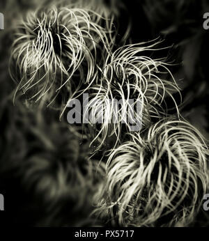 Seedheads der Clematis macropetala 'Lagune' (syn. C. macropetala 'Blaue Lagune') in Schwarzweiß, getönt. Stockfoto