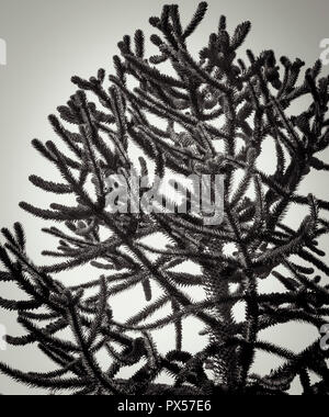 Monkey Puzzle Tree, Araucaria araucana. Ansonsten wie Monkey Tail Baum oder chilenische Kiefer bekannt. Stockfoto