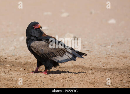 Vogel, Sie, auf dem Boden sitzend, Südafrika Stockfoto