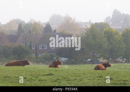 Kühe liegend im Feld auf gemeinsame Land unter S-Gehäuse in Stevenage, Herts, England, Großbritannien am nebligen Morgen im Herbst Stockfoto