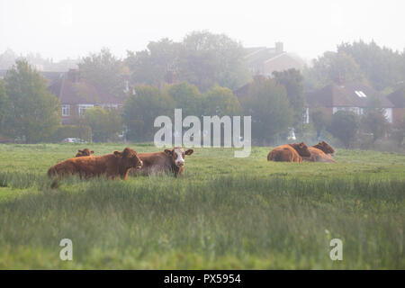 Kühe liegend im Feld auf gemeinsame Land unter S-Gehäuse in Stevenage, Herts, England, Großbritannien am nebligen Morgen im Herbst Stockfoto