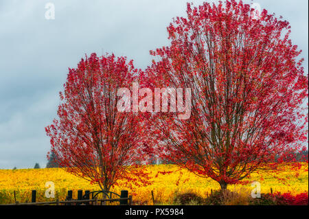 Herbst Farben von gelb Reben und rote Blätter von zwei Bäumen werden durch die nebligen Regen verbessert. Stockfoto