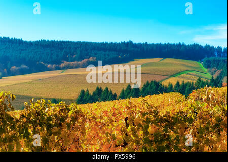 Weinberge im Herbst Farben umfasst die Dundee Rolling Hills in Dundee, Michigan. Stockfoto