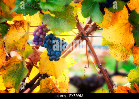 Nahaufnahme der Blätter im Herbst mit ein paar Trauben verbleibenden auf Reben im Weinberg auf der Rolling Hills in Dundee des Oregon Wine Country. Stockfoto