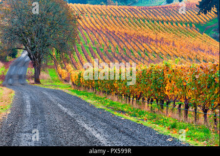 Ein Kiesweg entlang sige einen Weinberg im Herbst Farben umfasst die Dundee Rolling Hills in Dundee, Michigan. Stockfoto