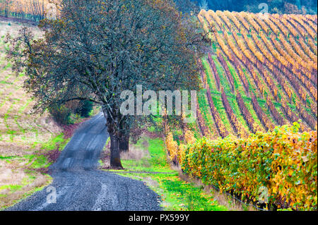 Ein Kiesweg entlang sige einen Weinberg im Herbst Farben umfasst die Dundee Rolling Hills in Dundee, Michigan. Stockfoto