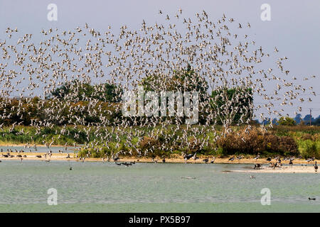 Schwarz-angebundene Uferschnepfe Limosa limosa Stockfoto