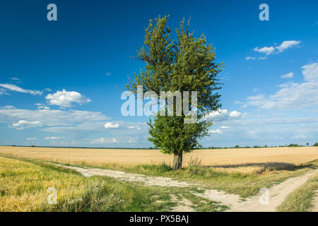 Sommergrüne einzelnen Baum von der Straße in das Feld und Wolken im Himmel Stockfoto