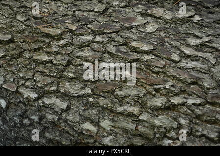 Baum-Rinde-Textur Stockfoto
