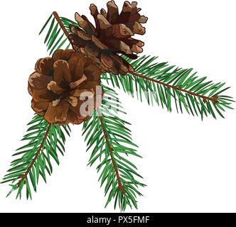 Fir Tree Branch mit Konus auf weißem Hintergrund. Stock Vektor