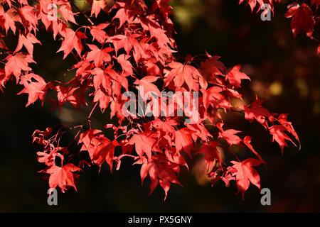 Rote Blätter im Herbst - japanische Ahorn Stockfoto