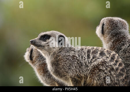 Erdmännchen Stockfoto