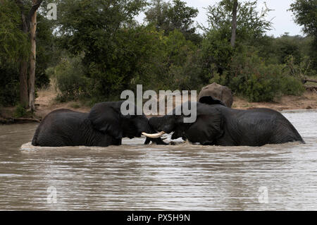 Krüger National Park. Afrikanische Elefanten (Loxodonta africana) fignting in Wasser. Südafrika. Stockfoto