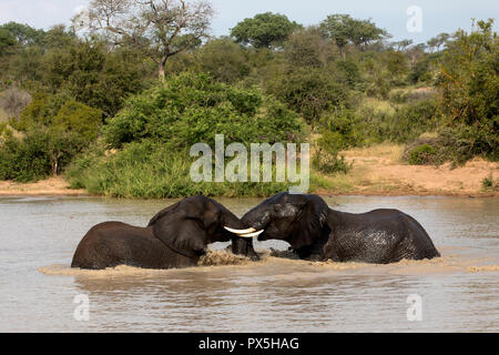 Krüger National Park. Afrikanische Elefanten (Loxodonta africana) fignting in Wasser. Südafrika. Stockfoto