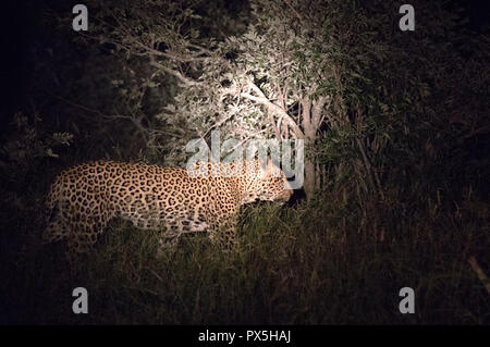 Krüger National Park. Leopard in der Nacht. Südafrika. Stockfoto
