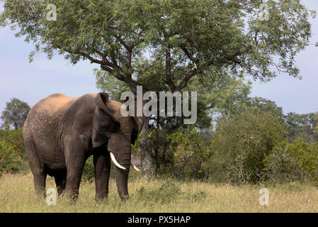 Krüger National Park. Afrikanischer Elefant (Loxodonta africana). Südafrika. Stockfoto