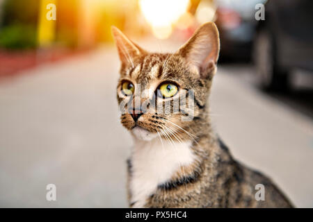 Eine streunende Katze Obdachlose, Outdoor pet im Straße Stockfoto