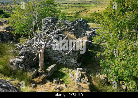 Die Ruine von hafod Fach C 17 crogloft Cottage in der Nähe von Hafod y Garreg im Hochland der östlichen Carneddau, Snowdonia, North Wales Stockfoto