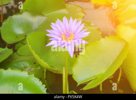 Lotus lilly Rosa auf dem Wasser schön mit Sonnenuntergang licht Ton. Stockfoto