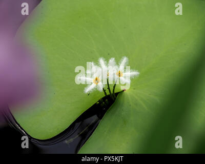 Kleine weiße Blüten in Wasser oder Schneeflocke Schneeflocke Seerose (Nymphoides indica) im Seerosenteich in London, England, Großbritannien Stockfoto