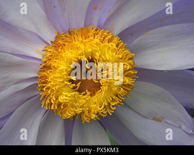 In der Nähe von dichten gelben Staubgefäßen von Seerose (Nymphaea Arten) mit Pollen auf lila Blüten Blütezeit im Seerosenteich in London, England, Großbritannien Stockfoto