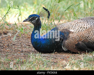 Männliche indische Pfau oder indischen Pfau (Pavo cristatus) mit schillernden Federkleid und Crest sitzen auf sandigen Boden im Garten in London, England, Großbritannien Stockfoto