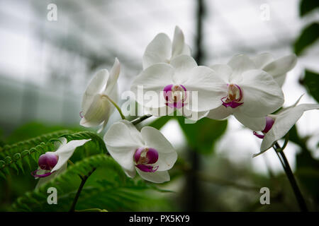 Weiße Orchideen mit lila Zentrum in Lembang, Indonesien Stockfoto