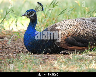 Männliche indische Pfau oder indischen Pfau (Pavo cristatus) mit schillernden Federkleid und Crest sitzen auf sandigen Boden im Garten in London, England, Großbritannien Stockfoto