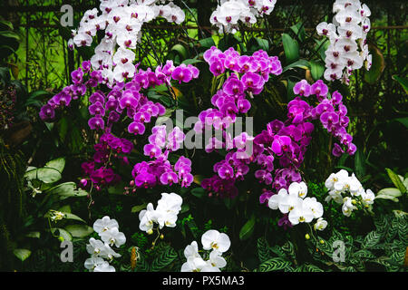 Lila und weiße Orchideen in einem Gewächshaus in Lembang Indonesien mit grünem Hintergrund Stockfoto