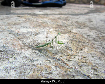 Europäische preying Mantis (Mantis Religiosa), aufrecht. In einem Rack auf einem weißen Stein. Sonnigen Tag. Griechenland. Stockfoto