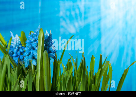 Hyazinthe Frühling Blumen im grünen Gras. Warme Sonne Licht Aufflackern. Kopieren Sie Platz auf der rechten Seite. Stockfoto