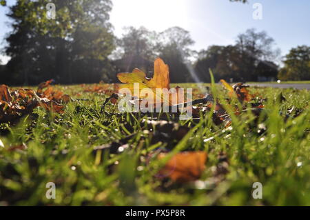 Nahaufnahme eines Eichenlaub Verlegung in Gras, nur auf dem Boden im herbstlichen Sonnenschein mit Licht glühenden gefallen durch. Jewel farben des herbstes Spätsommer Stockfoto