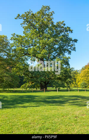 Monumentale Eiche in der Karlsaue, Kassel, Hessen, Deutschland Stockfoto