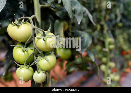 Organische hydroponic vegetable Farm. Tomaten Zeilen im Gewächshaus. Dalat. Vietnam. Stockfoto