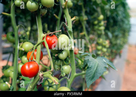 Organische hydroponic vegetable Farm. Tomaten Zeilen im Gewächshaus. Dalat. Vietnam. Stockfoto