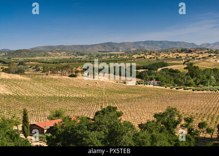 Weinberg in San Antonio de Las Minas in der Nähe von Ensanada, Ruta del Vino, Baja California, Mexiko Stockfoto