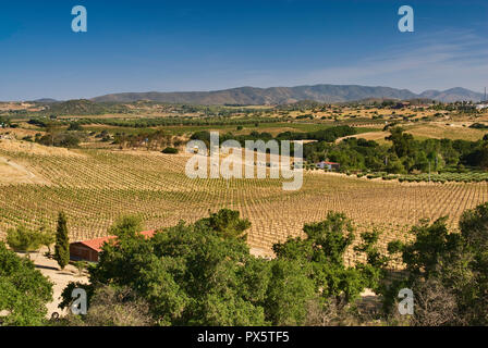 Weinberg in San Antonio de Las Minas in der Nähe von Ensanada, Ruta del Vino, Baja California, Mexiko Stockfoto