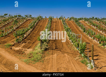 Weinberg im Valle de Guadalupe, Ruta del Vino, Baja California, Mexiko Stockfoto