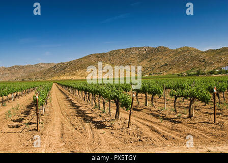 Weinberg im Valle de Guadalupe, Ruta del Vino, Baja California, Mexiko Stockfoto