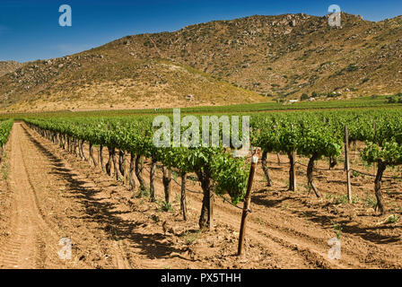 Weinberg im Valle de Guadalupe, Ruta del Vino, Baja California, Mexiko Stockfoto