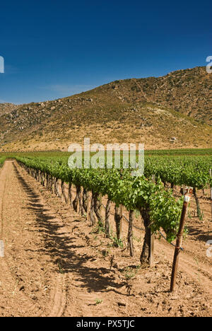 Weinberg im Valle de Guadalupe, Ruta del Vino, Baja California, Mexiko Stockfoto