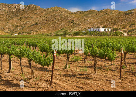 Weinberg im Valle de Guadalupe, Ruta del Vino, Baja California, Mexiko Stockfoto