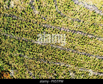 Drone Ansicht der junge Baum Plantage Stockfoto