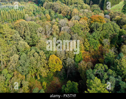 Antenne drone Foto von Woodland mit Herbstfarben Stockfoto