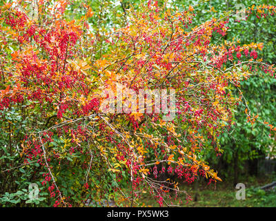Rote reife Beeren auf berberitze Bush im Land Garten im Herbst Abend Stockfoto