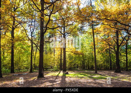 Eichen im forest glade beleuchtet durch Sun im städtischen Park im sonnigen Herbsttag Stockfoto