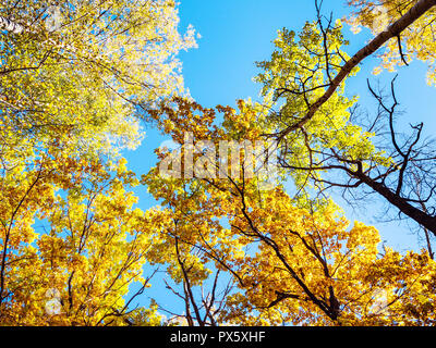 Ansicht von unten auf bunten Wipfel der Bäume beleuchtet durch Sun im Wald von städtischen Park im sonnigen Herbsttag Stockfoto