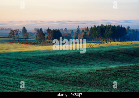 Am frühen Morgen Sonnenaufgang hellt die Farm Boden aus brennenden Grund Nebel, der immer noch unter Bäumen verweilt, während die schwarzen Vögel Flug nehmen, in der Nähe der Aumsville Stockfoto